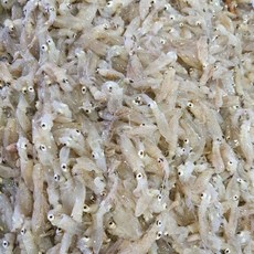 국내산 횟감용 생물 호래기 500g, 1개