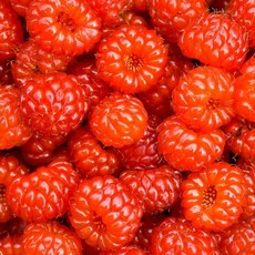 국내산 산딸기 생과 1팩당 250g 1팩