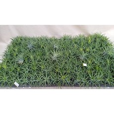 틸란드시아 이오난사 소 (귀요미) 꼬맹이, 4개