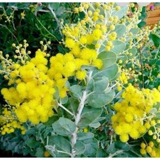 霏霏園藝 銀葉金合歡 3吋盆, 1個