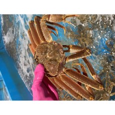 마가단 자숙 대게 3kg (2-3미 내외) 러시아 수율 제철 별미 대게찜 선물, 1개