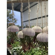 空氣鳳梨（水母小精靈造型）-不挑色