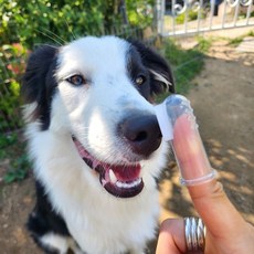 휴대용 애견 실리콘 칫솔 강아지 치아관리 케이스포함, 1개, 10g