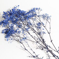 화연양화 프리저브드플라워 안개꽃 8색 시들지않는생화 디퓨저꽃, 07 블루