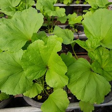 싱싱하고 부드러운 부안 해풍 아욱 산지직송, 500g, 1개