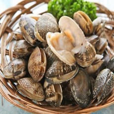 당일어획 남해안 활 바지락 2kg, 1개, 1kg