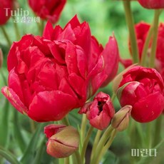튤립(Tulip-추식구근) 2차 입고(1set 5구) '가격이 조금 내렸갔어용' 금강원예, 1세트, 미란다