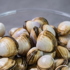 해감완료 고창 활 동죽 3kg 외 활조개 물총조개