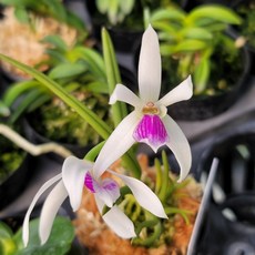 [금비농원] 바이칼라(렙토테스바이칼라) /서양란 공기정화 식물, 1개