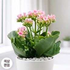 앙플랜트 사계절 보는 꽃 칼랑코에 공기정화식물 생화 소형 (색상랜덤), 1개