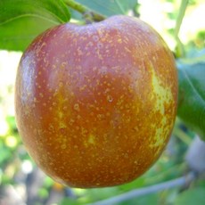 [충북농원] 대왕대추 사과대추나무 (다왕자오) 대추나무 묘목 - 1~2년생접목묘, 3.접목/1년생/상묘, 1개