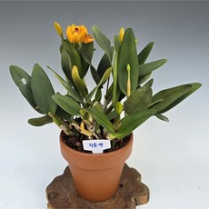 리틀썬/카틀레아(이태리토분 식재), 1개