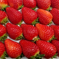 산지직송 설향 왕딸기 24구 당일수확 12브릭스 이상 고당도 프리미엄 난좌포장, 1개, 750g