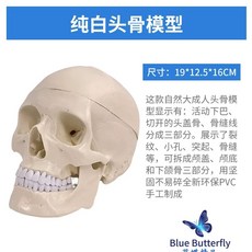 뇌모형 해골 해부학 교육용 모델 미니 조립 두개골 실습, A. 자연적으로 큰 인간 두개골 모형