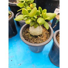 팅커벨 파푸아늄