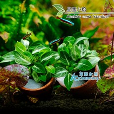 AC草影 星塵小榕 盆裝陰性水草 魚缸造景, 1個