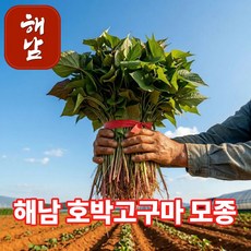 더맛곳간 해남 호박고구마 모종 호풍미 고구마모종 호박고구마순 종근 종순 종자, 1박스, 1kg 황토재배