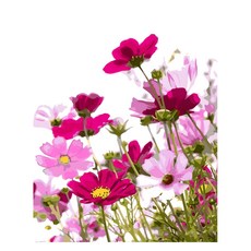 Momopix 繪畫 DIY 名畫繪畫套裝 40 x 50 cm 波斯菊花田, 1套