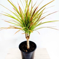 에덴플랜트 드라세나 마지나타 바이칼라 중품 카페식물 거실식물 이국적인테리어 승진 개업 감성식물