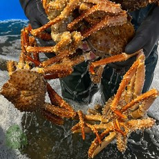 건담농수산 러시아 자숙 브라운킹크랩 1.8kg(자숙전중량) 시세, 1개, 1.8kg