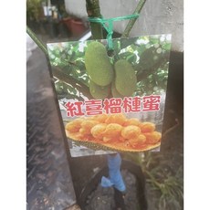 霏霏園藝紅喜榴種蜜盆栽 4吋盆 高度60-70公分 美觀易照料, 1個