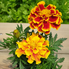 [모종가게] 메리골드 / 식용꽃 꽃모종 초화 꽃차 관상용 텃밭, 1개, 복합색