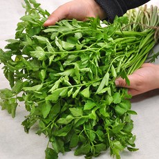 [푸르젠] 국내산 미나리, 1개, 2kg