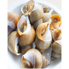 산지직송 당일조업 동해 백골뱅이 탱탱 백고동 생물 골뱅이 특대 대 중 소 500g 1kg, 1개, 특대+대 믹스 1kg(7~15미내외)