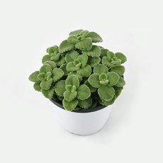 갑조네 장미허브 인테리어소품 공기정화식물, 2개