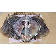 군산 반건조 국내산 간제미 가오리 찜, 3마리(넓이 길이26~28cm), 1개