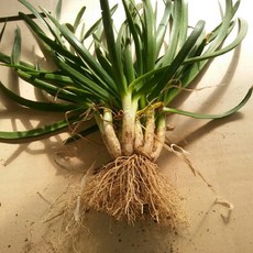 (원진약초농원) 2년생 두메부추모종 10주(10촉)/두메부추 종근, 10개