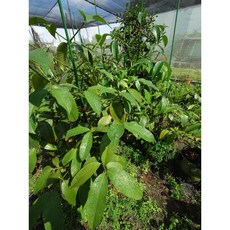 霏霏園藝 馬士特山竹6-7年苗 (150-170公分) 快結果, 1個