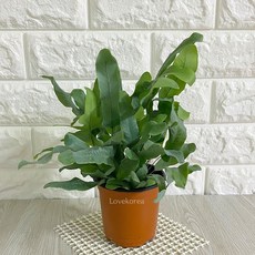 블루스타고사리 블루스타 양치식물 집에서키우기쉬운식물, 1개