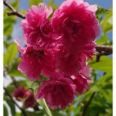 霏霏園藝富士櫻 八重櫻花 1-2公分頭部, 1個, 紅八重櫻花高200-公分2000元