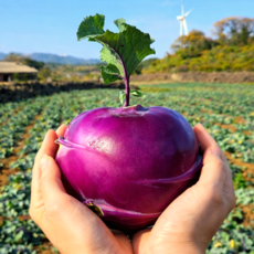 [제주직송] 프리미엄 콜라비 특품 선별 당일수확, 1개, 2kg