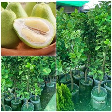 霏霏園藝 掛果文旦成樹，高100-120公分, 1個