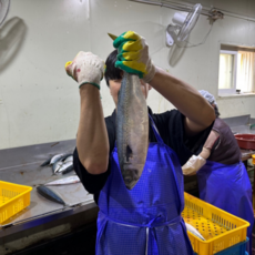 부산 다대포 자반 간고등어 특대 사이즈 2미