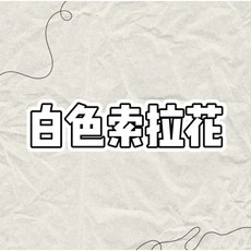 花藝夢 百日菊索拉 8公分 單支販售 太陽花 向日葵 擴香花 畢業花束 乾燥花 永生花 不凋花, 白色