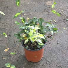 황금마삭 마삭줄 노지월동 야생화 그린식물팜, 1개