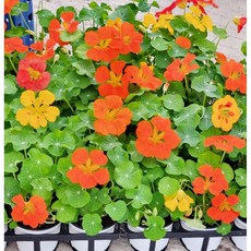 한련화 Tropaeolum majus 노지월동 야생화 식용꽃 화단용꽃 키우기쉬운꽃, 1개