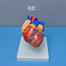 심장 모형 장기 심혈관 심실 해부학 구조 심방, B. B형