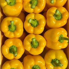 농진사 노랑 파프리카 국내산, 1개, 2kg