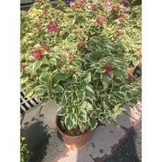 霏霏園藝 日本粉色重瓣九重葛 5吋盆栽 浪漫花色 易於照料, 1個