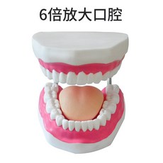 치과 치아모형 구강 교육 이빨 연습 교구 스케일링, D