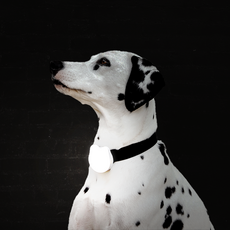 펫토 펫라이트 야간 산책 강아지 LED 목걸이, 펫라이트_화이트, 1개