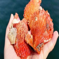 산지 통영 당일조업 가리비 굴전문 바다장어 제철먹거리, 1개, 비단가리비1kg