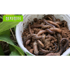 청지렁이 대량 (75마리20000원) (110마리30000원) 바다지렁이 낚시미끼 파란낚시, 청지렁이/20000원상품(75마리)