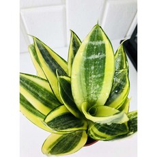 골드하니 산세베리아 슈퍼바 골드허니 골든하니 골든허니, 1개