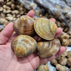 자연가득 백합 조개 3kg-5kg( kg당 20미내외 ), 3kg