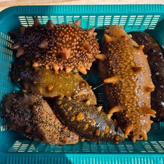 프리미엄 강원도 돌기 해삼 활해삼 자연산해삼 고성 속초해삼 동해 해삼 회, 1개, 500g 1-3미